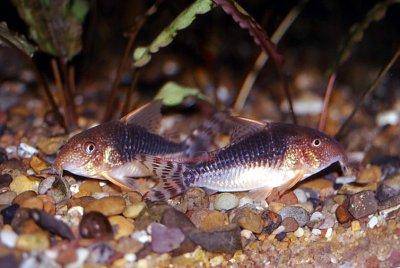 Palespotted corydoras - Corydoras gossei