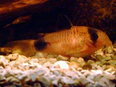 panda cory catfish