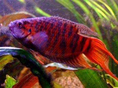 paradise gourami fish