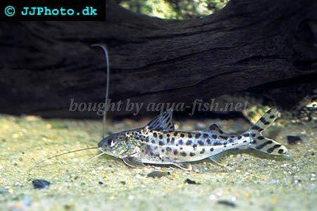 Profile of Pictus Catfish with forum and tips on proper care