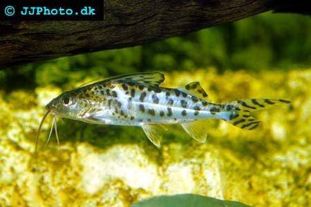Caring for the Pictus Catfish with tips on breeding and forums