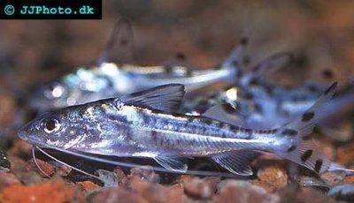 Pictus catfish - Pimelodus pictus