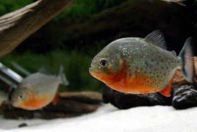Red bellied piranha - Pygocentrus nattereri