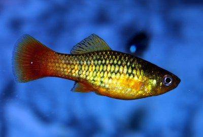 Platy fish - Xiphophorus maculatus