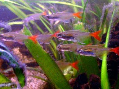 Glass bloodfin tetra