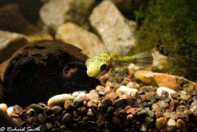 Malabar pufferfish - Carinotetraodon travancoricus