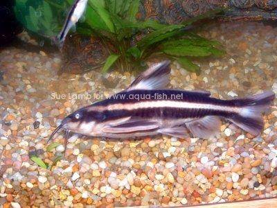 Striped raphael catfish - Platydoras costatus