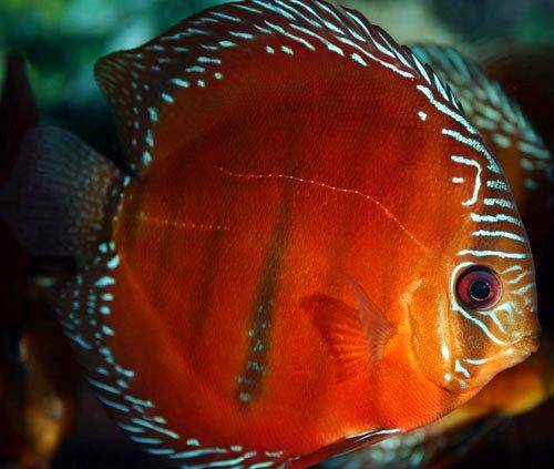 FAQ and answers on raising the Discus fish in aquariums