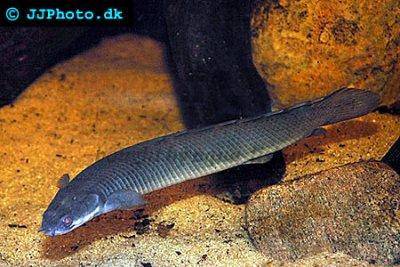 Senegal bichir - Polypterus senegalus