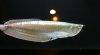 Silver arowana