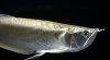 Silver arowana