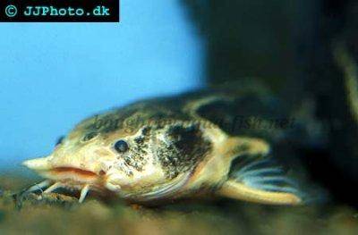 Spiny catfish - Acanthodoras cataphractus