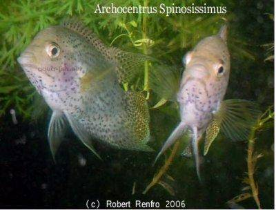 Spiny cichlid - Archocentrus spinosissimus