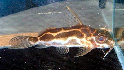 Robert’s catfish - Synodontis robertsi