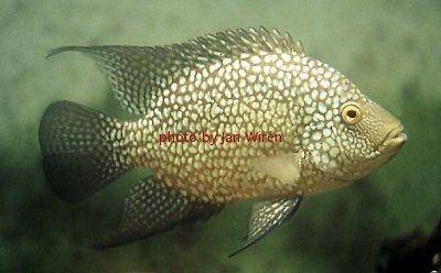 Texas cichlid