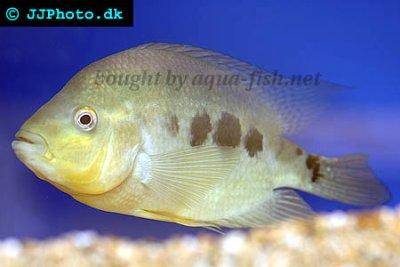 Three spot cichlid - Cichlasoma trimaculatum