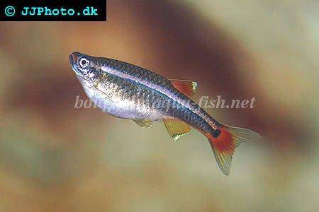 Recommended caring for the White cloud mountain minnow fish