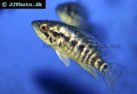 Wolf Cichlid, picture 2