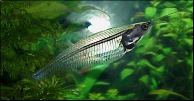 Glass catfish - Kryptopterus vitreolus