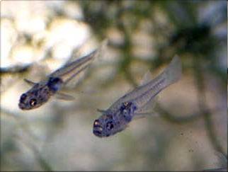 Glass goby - Gobiopterus chuno