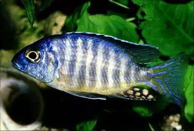 Midnight peacock - Aulonocara hueseri