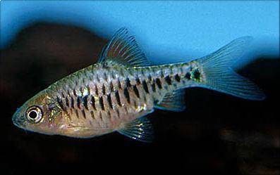 Olivegreen ufipa barb - Barbus olivaceus