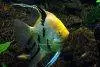 Angelfish