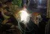 Angelfish, img 6