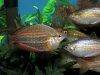 Australian Rainbowfish