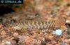 Banded mountain loach, picture 1