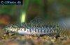 Banded mountain loach, picture 2