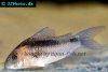 Black band catfish, image 1