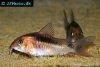 Black band catfish, image 2