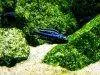 Blue electric cichlid