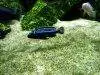 Blue electric cichlid