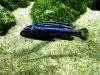 Blue electric cichlid