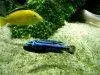 Blue electric cichlid