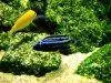 Blue electric cichlid