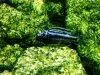 Blue electric cichlid