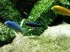 Blue electric cichlid