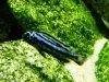Blue electric cichlid