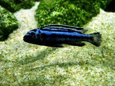 Blue electric cichlid - Melanochromis johannii