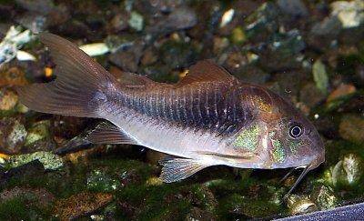 Bronze cory - Corydoras aeneus