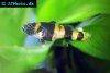 Bumblebee goby, picture 1