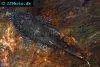 Bushymouth catfish