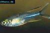 Celebes rainbowfish, picture 2