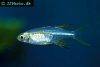 Celebes rainbowfish, picture 3