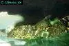 Clown pleco, image 4