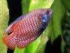 Colisa lalia - Dwarf Gourami