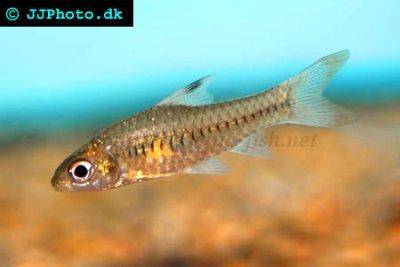 Congo barb - Barbus callipterus